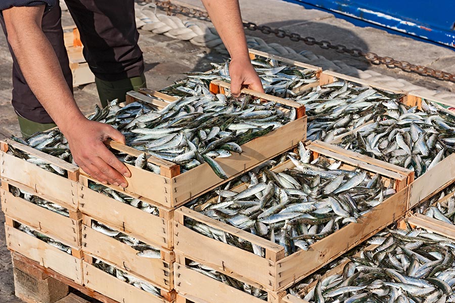Ghiaccio per pesce